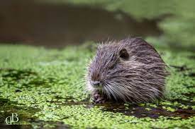 Zu Besuch Bei Einer Freilebenden Nutriafamilie In Rheinland Pfalz Wildlife Fotografie Nutria Pfalz Wildlife Fotografie Ausgestopftes Tier Vogel Als Haustiere
