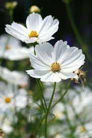 Pin By Iveta Bubarnova On Gardening Flower Cosmos Flowers Fruit Flowers Flower Painting