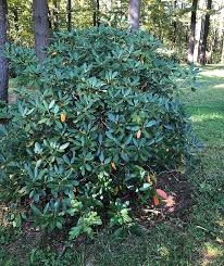 It has narrow, olive green leaves with a tan, fuzzy underside. Rhododendron Great Hill Horticulture Foundation