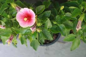 We did not find results for: Tropical Hibiscus Buying Growing Guide Trees Com