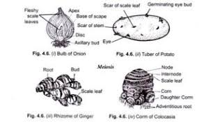 What exactly is a stem? Functions Of Stem Structure And Types Of Stem With Videos