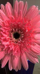 Gerbera Beautiful Flowers Pretty Flowers Amazing Flowers
