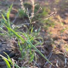 Image result for Harpachne schimperi