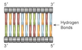 How to calculate number of base pairs in a dna fragment. Dna Is A Structure That Encodes Biological Information Learn Science At Scitable