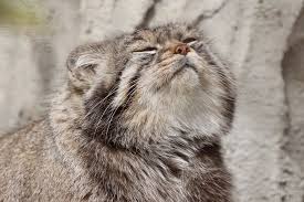 Pin On Pallas Cat Manul
