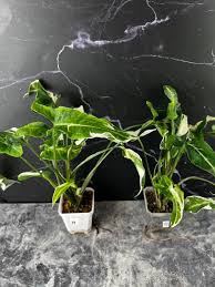 Image result for Thesium singulare