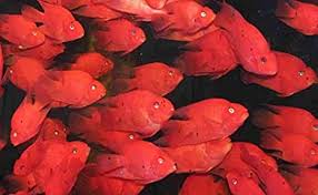 No binomial nomenclature) is a hybrid thought to be between the midas and the gold severum cichlid, although the true parent species has not been confirmed by breeders. Amazon Com 3 Pack Blood Parrot Cichlids 2 Live Tropical Fish Pet Supplies