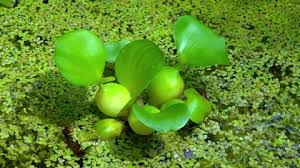 Image result for Pontederia crassipes