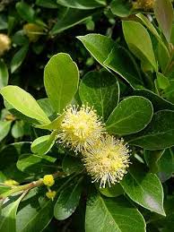 Image result for Scolopia zeyheri
