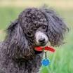 Poodle Club of America Rescue Foundation, Inc