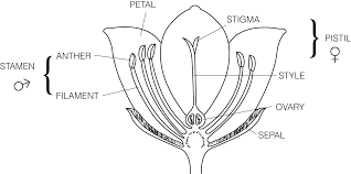 Pin By Reem On Logos Diagram Of A Flower Parts Of A Flower Hibiscus Drawing
