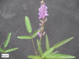 Image result for Uraria