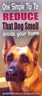 One Simple Tip To Reduce That Dog Smell Inside Your Home Dog Smells Dogs Dog Training