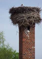 How to safely remove birds from your chimney. How To Safely Remove A Birds Nest From Your Chimney Brickworks Property Restoration