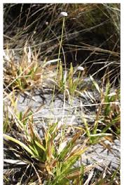 Image result for Mesanthemum africanum