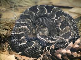There are only 4 types of venomous snakes in kentucky. They Re Rare But They Re There 4 Venomous Snakes In Indiana
