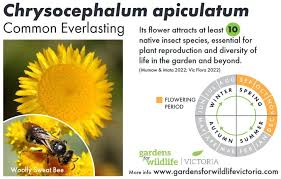 Image result for Wahlenbergia paludicola