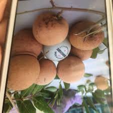 Don't remember particulars about it's taste, except that it was good. Longan Ping Pong Type Furniture Home Living Gardening Plants Seeds On Carousell