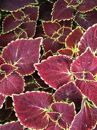 Image result for Coleus rhodesianum