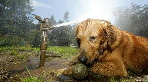 Now people come up with other explanations for why they're called the 'dog days' of summer, like this is when dogs can go crazy, said anne curzan. Where Does The Term Dog Days Of Summer Come From Cbs San Francisco