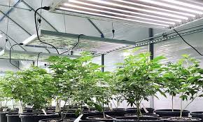 T5 Ho 4ft 8 Lamp Horticultural Fixture Sun White Spectrum Active Grow
