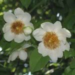 Image result for Necepsia castaneifolia