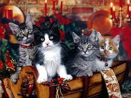 Every image can be downloaded in nearly every resolution to ensure it will work with your device. 49 Free Christmas Wallpaper With Cats On Wallpapersafari