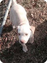 Maybe you would like to learn more about one of these? Pack Leaders Rescue To Hold Adoption Events This Weekend Manchester Ct Patch