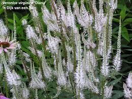 Plantes et arbustes à feuillages remarquables. Veronicastrum Virginicum Diana