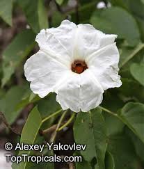 Image result for Ipomoea stolonifera