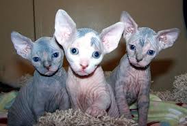 It is sociable, friendly, and loves to be the centre of attention. Hairless Sphynx Kittens For Adoption Dubai City Kitten Adoption Cat Breeder Cats And Kittens