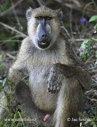Yellow Baboon Pictures Yellow Baboon Images Baboon Animals Image