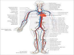 where can i find veins to shoot dope arm vein chart