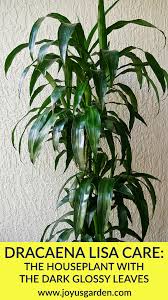 These best dracaena varieties for indoors become excellent houseplants!. Dracaena Lisa Houseplant Care Guide Joy Us Garden