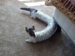 Animals often fall into ridiculous situations, and sometimes these situations get caught by camera lens. 13 Funny Pictures Of Animals To Brighten Your Day Part 2