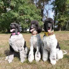 Maybe you would like to learn more about one of these? What Does A Parti Poodle Look Like And Are They Popular K9 Web