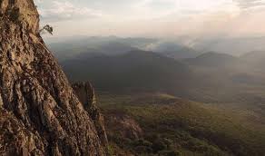 Image result for Pavetta gurueensis