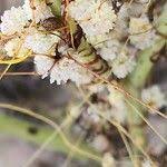 Image result for Cuscuta planiflora