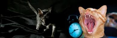 But when a cat is meowing at night when we (and our neighbors) are trying to sleep, that's not usually appreciated! What To Do If Your Cat Meows All Night For No Reason