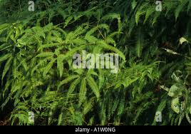 Image result for Dicranopteris elegantula