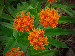 Native illinois plants and flowers. Native Plants Wasco Nursery