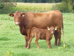Varis aberdeen angus in forres, inverness specialise in aberdeen angus cattle and livestock farming inverness of bulls, bull calf, female aberdeen angus cows, these bull breeders produce quality beef cattle for sale. A New Generation Of Red Aberdeen Angus Genetics Anguszucht Clausen