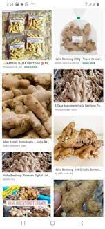 Halia bentong kini mampu merawat & penawar yg sngt berkesan 100% bahan asli yg terpilih rahsia 1001 perawat dalaman dengan 10x mineral terbaik. Halia Bentong Yang Sedia Untuk Dimakan Dan Dijadikan Benih Shopee Malaysia