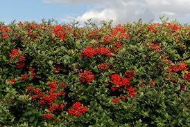 Image result for Pyracantha coccinea red column