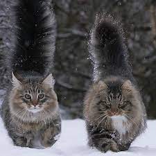 Savesave norwegian forest cat in the snow for later. 30 Pics Of Finnish Cats Living Their Best Winter Life Bored Panda