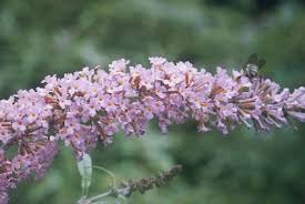 Image result for Loganiaceae