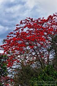 There are lots of online stores for cotton candy with tons of colors and cheaper prices if you have the time to. 14 Cotton Tree Ideas In 2021