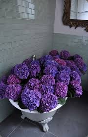 We did not find results for: Hydrangeas Hydrangea Purple Purple Flowers Beautiful Flowers