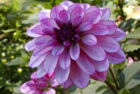 Resultado de imagen para FLORES