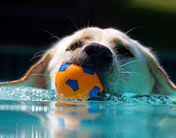 How Do I Teach My Labrador To Fetch Dogs Labrador Dog Activities
